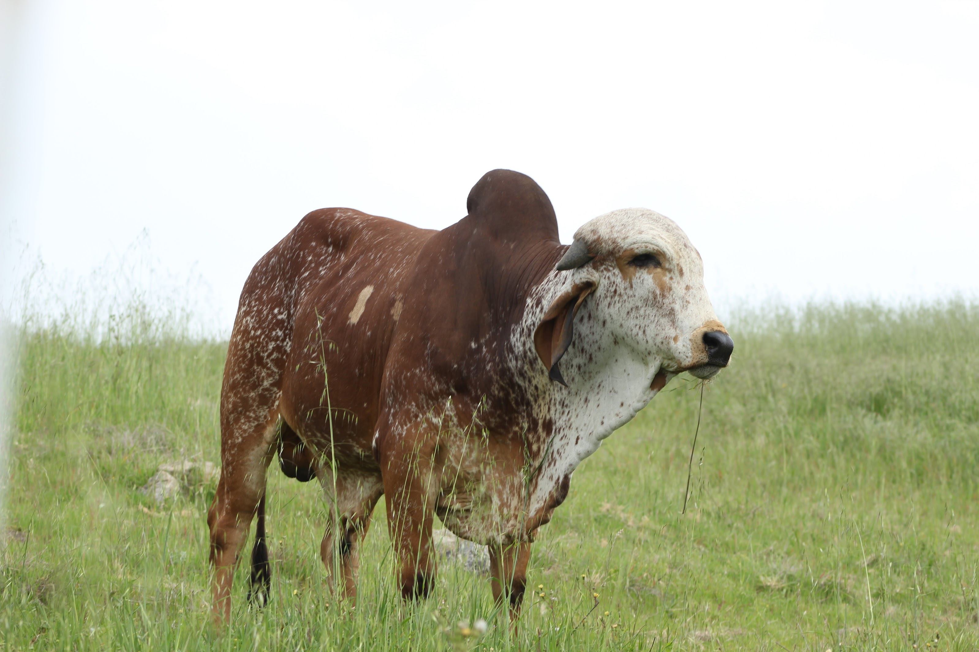 Brown bull at Dallas Goshala