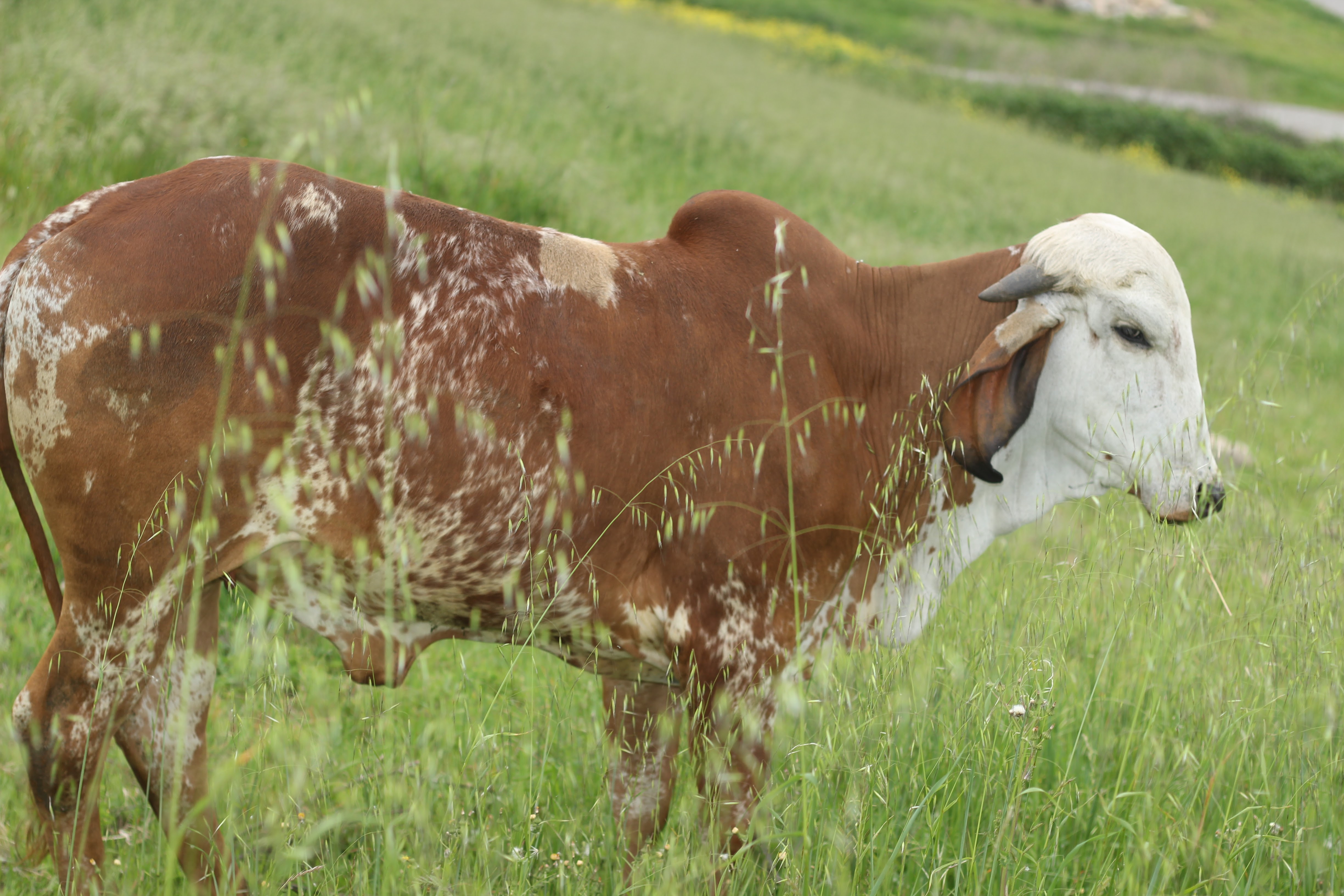 Cow grazing at Dallas Goshala