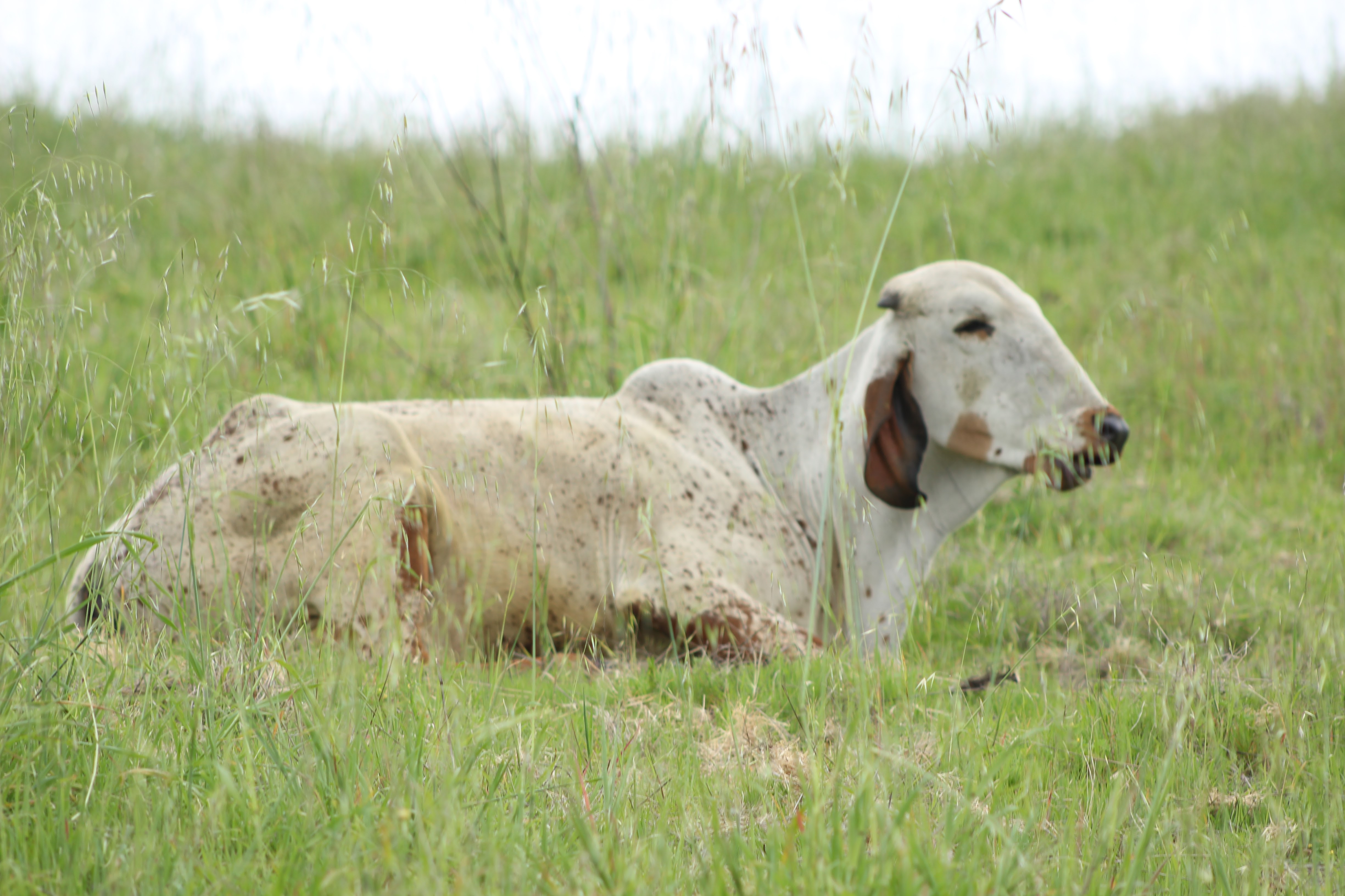 White cow resting peacefully in tall green grass at Dallas Goshala
