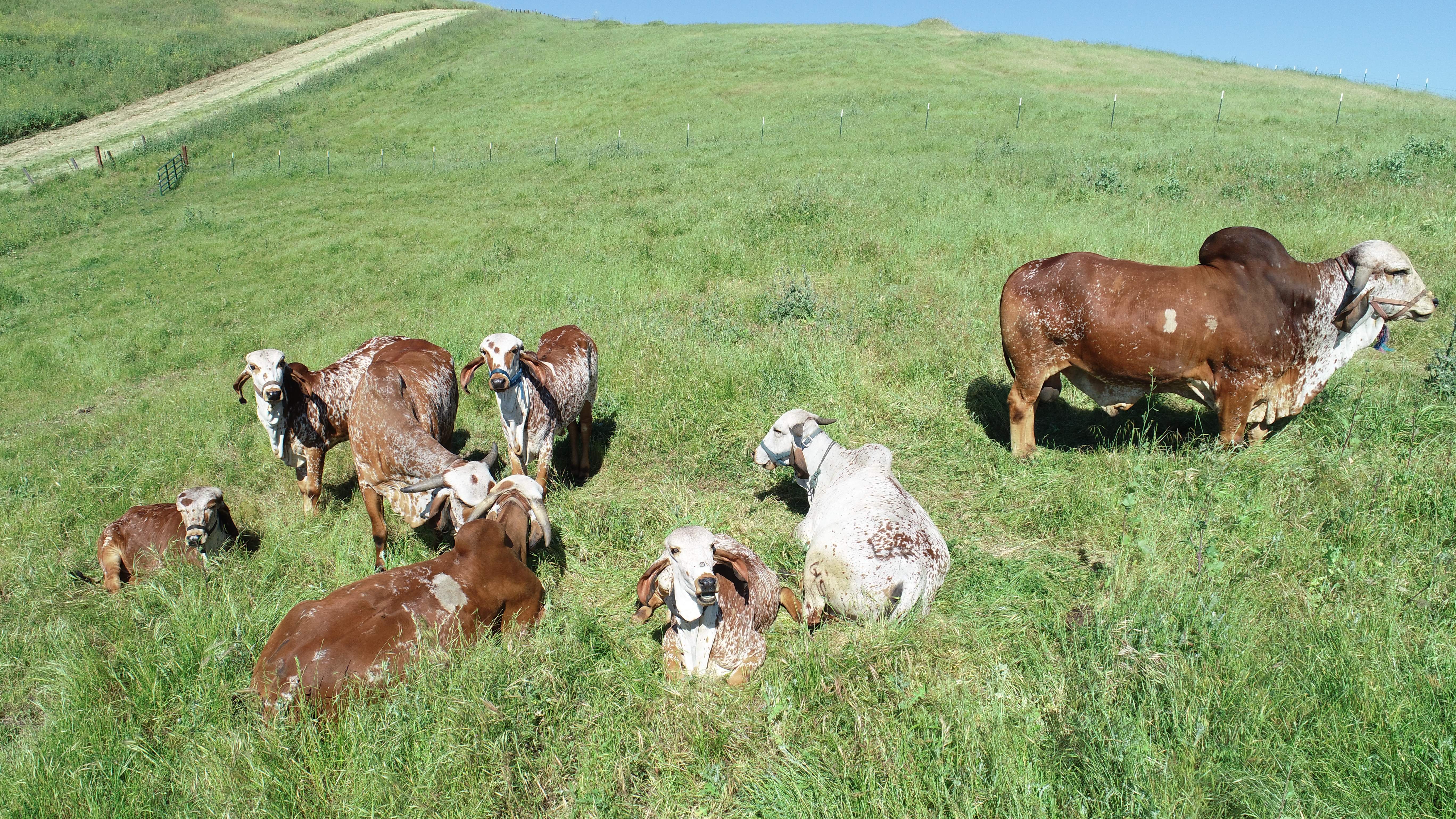 Herd of Brahman cows grazing on a lush green hillside at Dallas Goshala