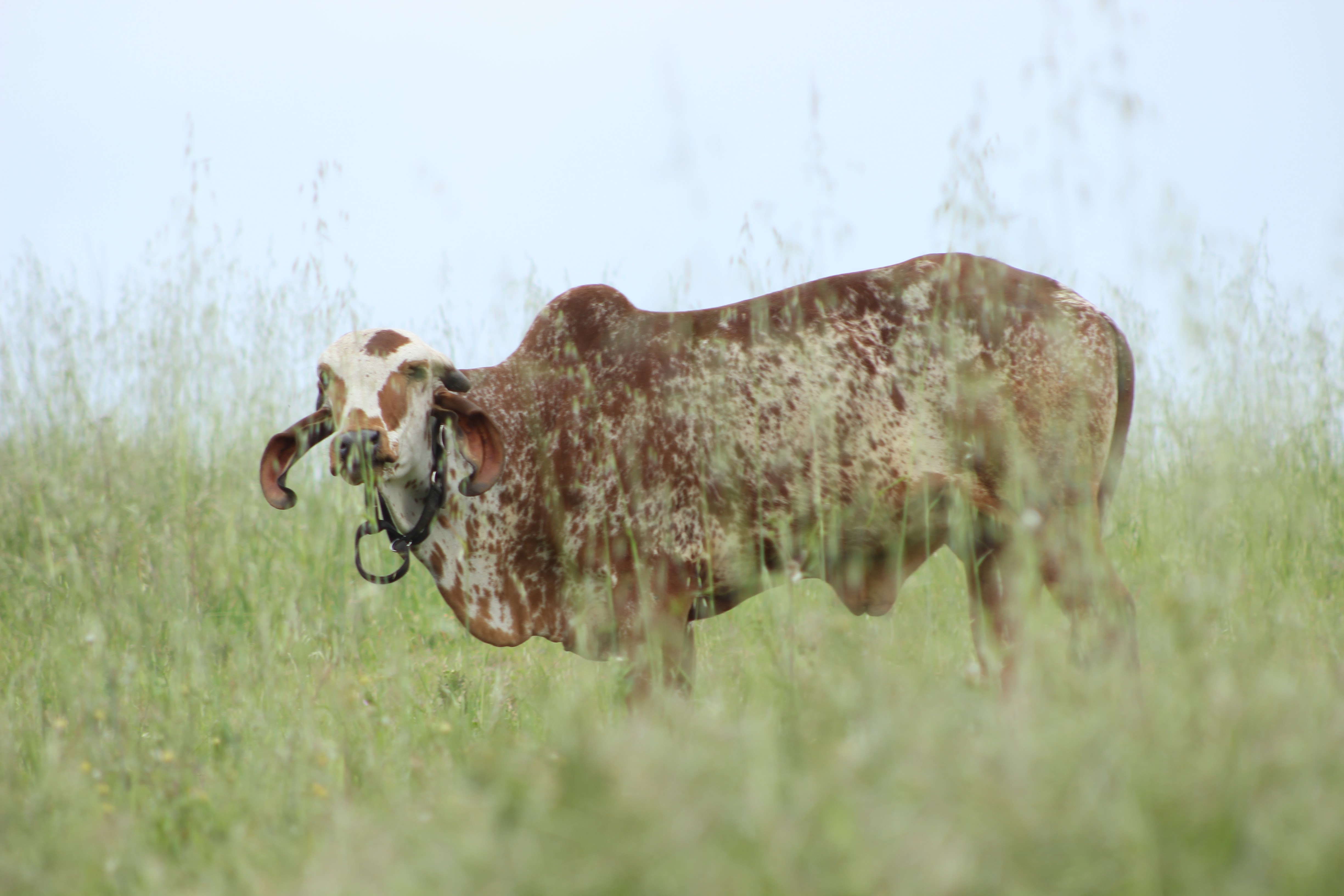 Spotted bull at Dallas Goshala